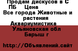 Продам дискусов в С-ПБ. › Цена ­ 3500-4500 - Все города Животные и растения » Аквариумистика   . Ульяновская обл.,Барыш г.